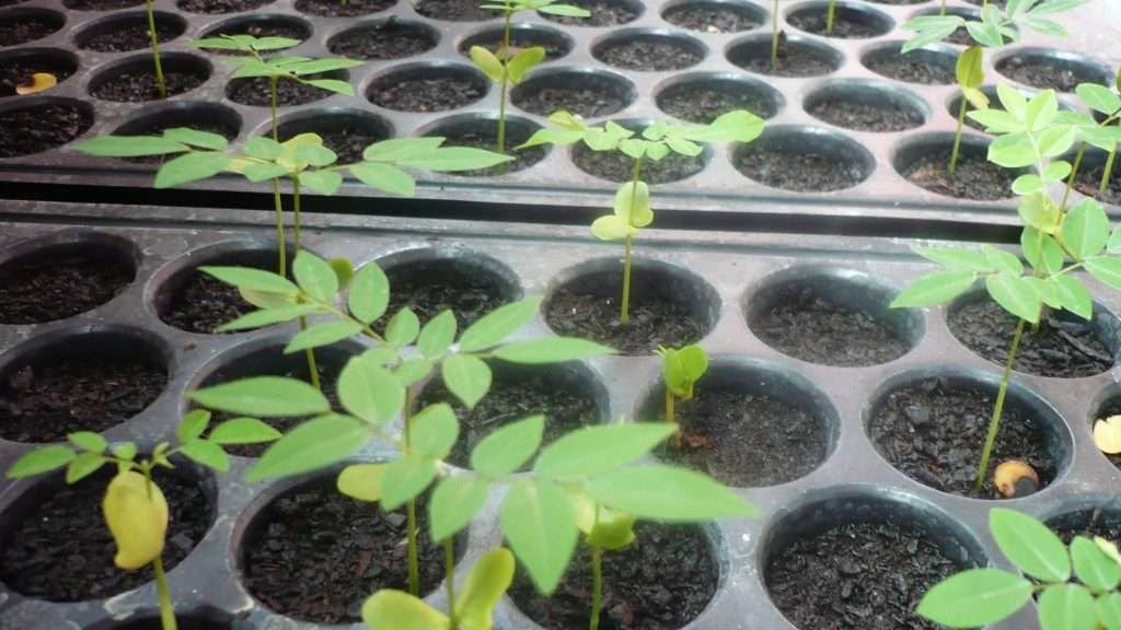 2013 08 25 黃花梨 苗1