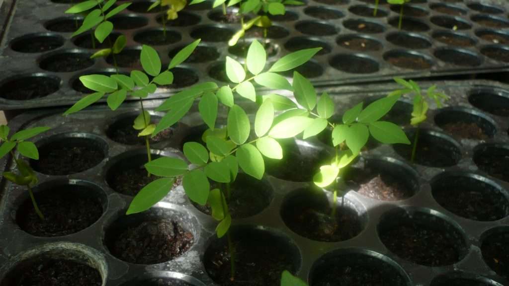 2013 08 25 黃花梨 苗2