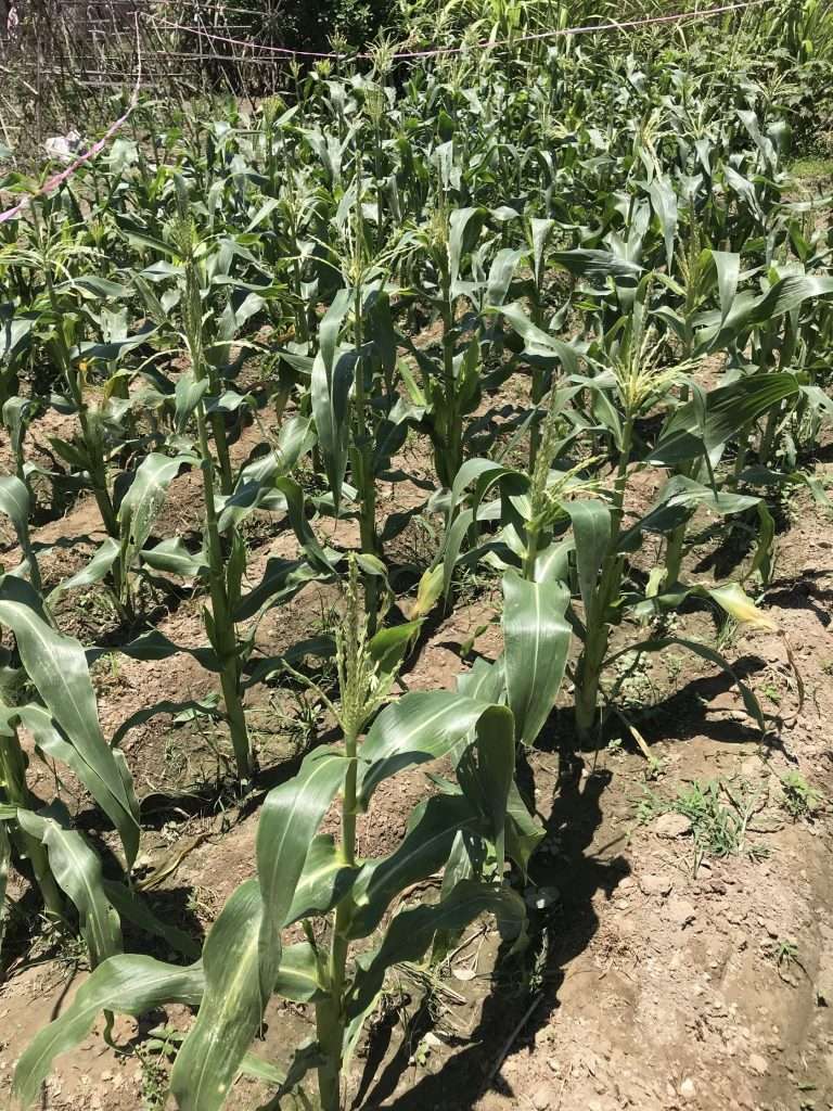 2020 05 02 2 水果玉米