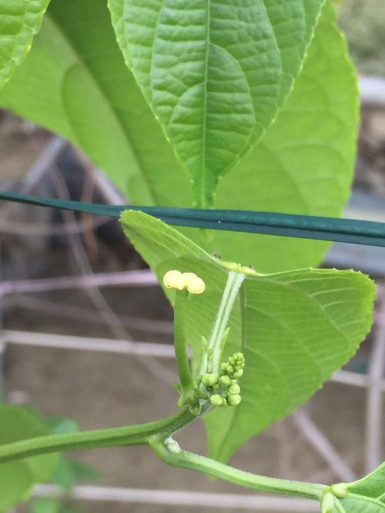 2020 12 12 1 印加果開花