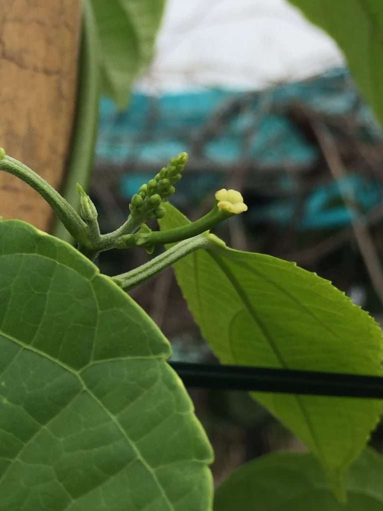 2020 12 12 2 印加果開花