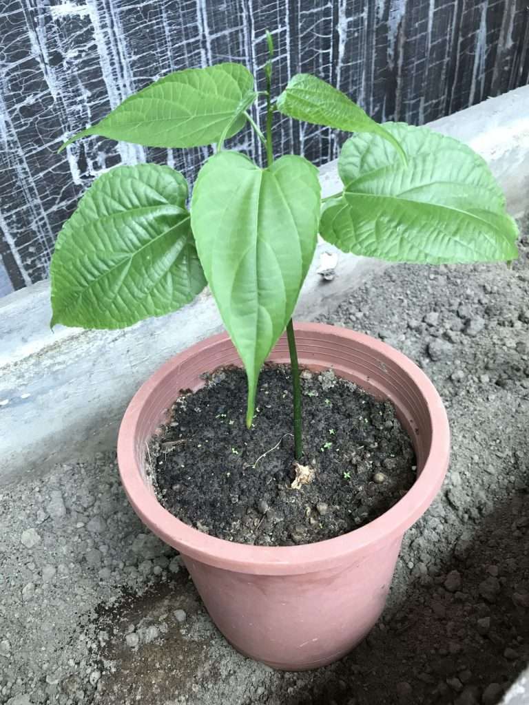 印加果 2020 07 08 3