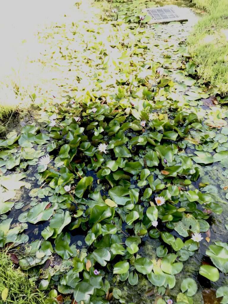 善化 2020 07 18 18