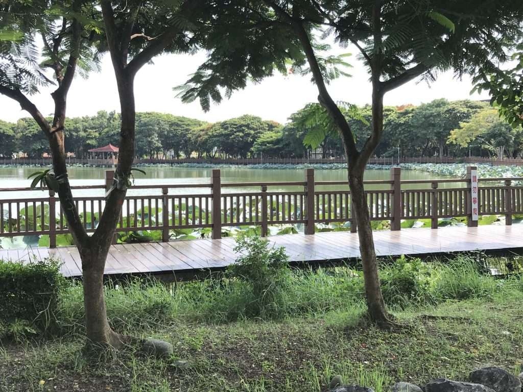 2020 08 09 2 新營 天鵝湖