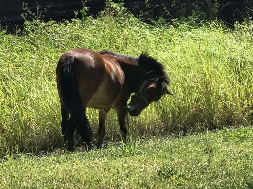 台鐵 海科館 2020 08 14 15