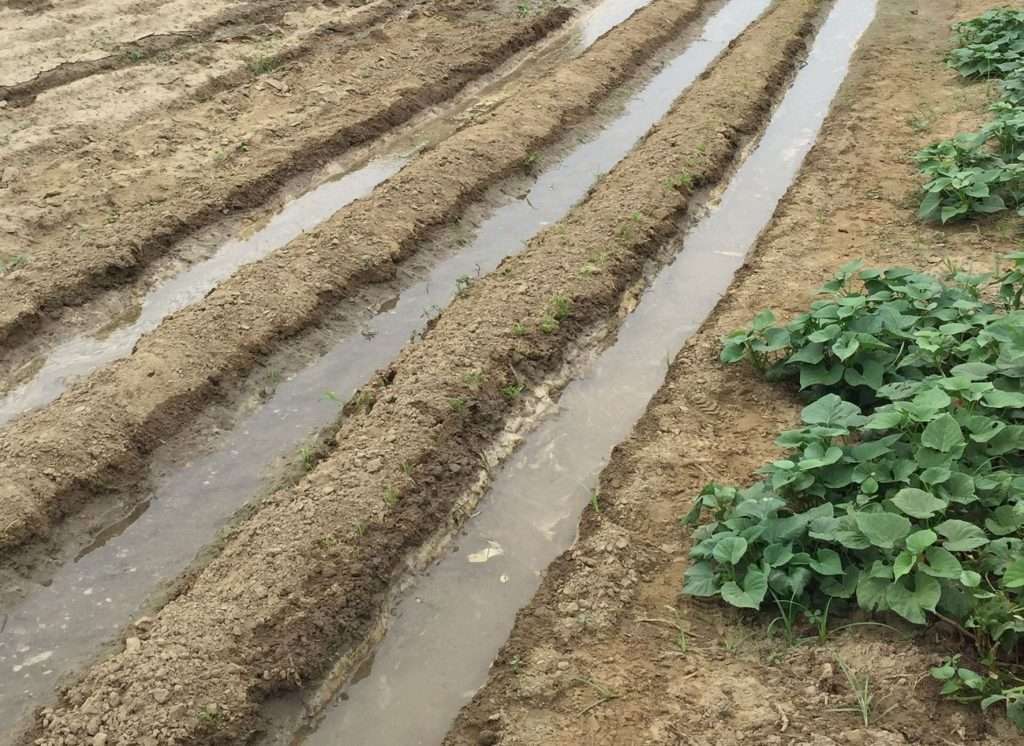 2020 12 12 1 波菜種植7天