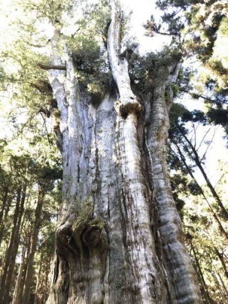 2021 11 06 69 阿里山 水山線 scaled e1648223687897