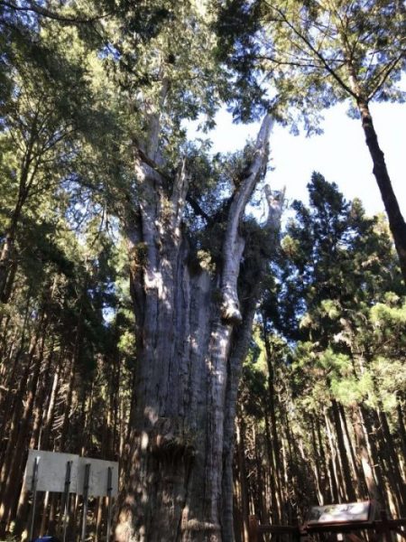 2021 11 06 71 阿里山 水山線 scaled e1648223671554