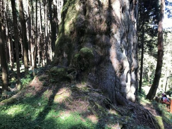 2021 11 06 81 阿里山 水山線 scaled e1648223613347