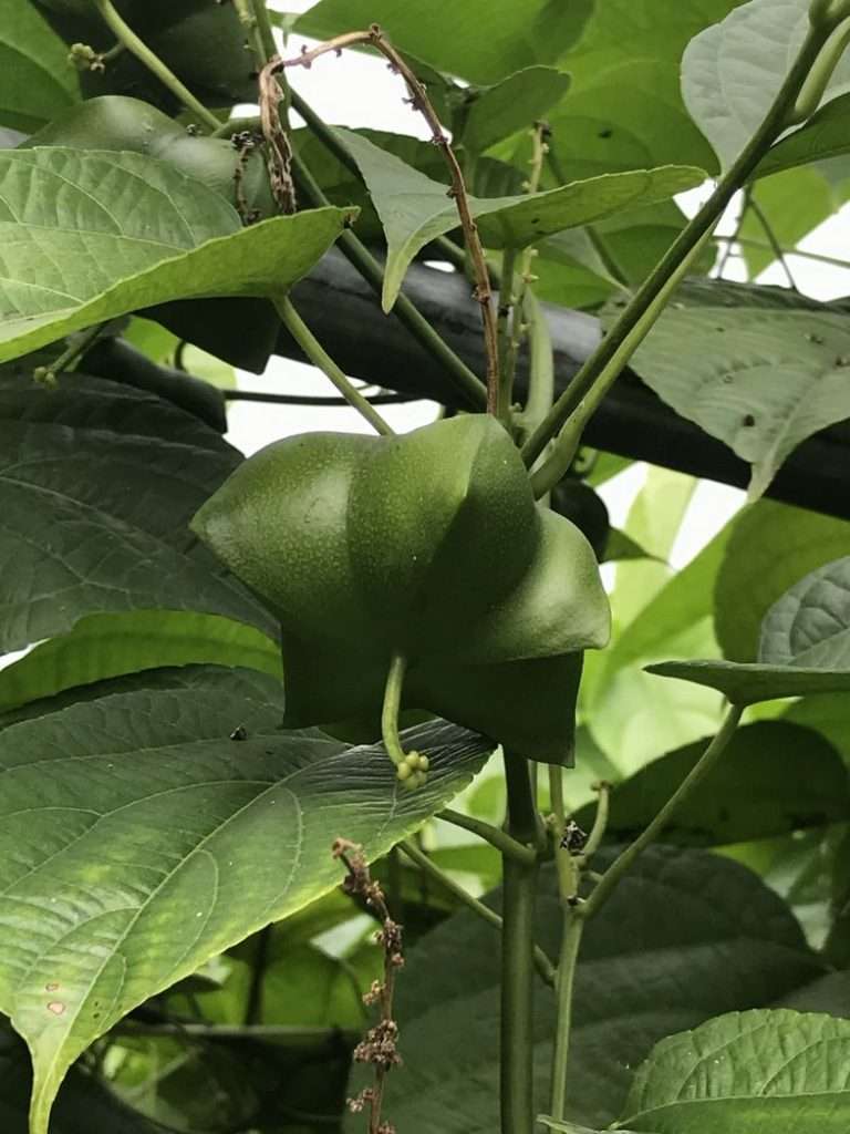 2020 12 16 印加果 3