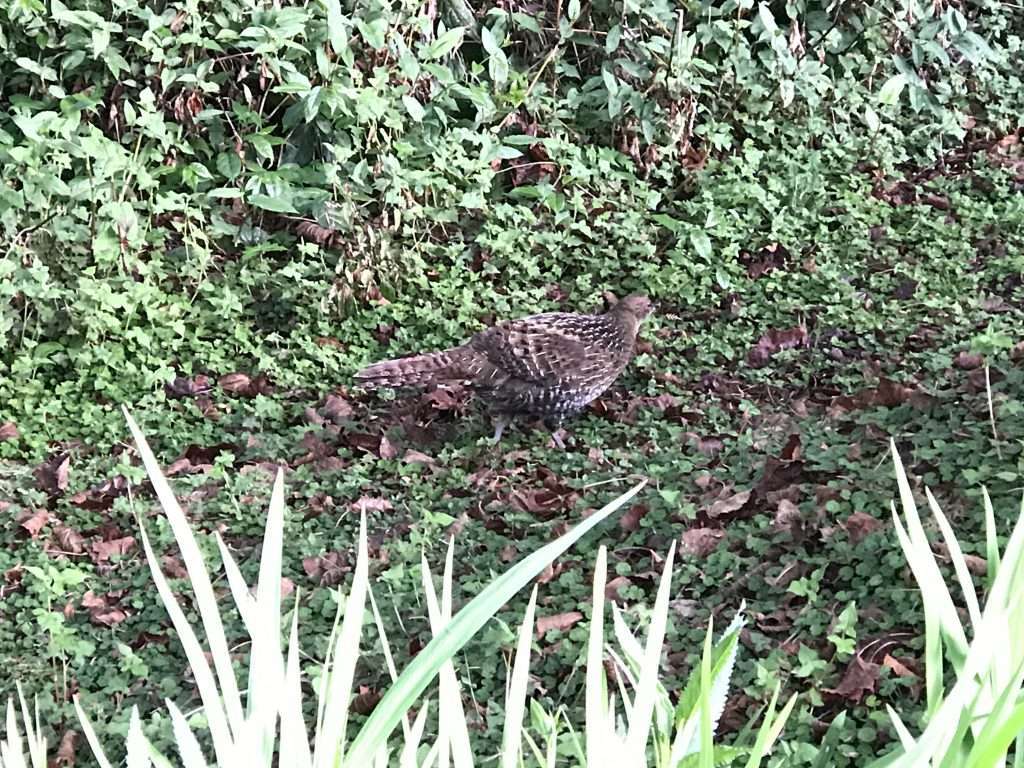 阿里山 對高岳 車站 2021 04 09 09