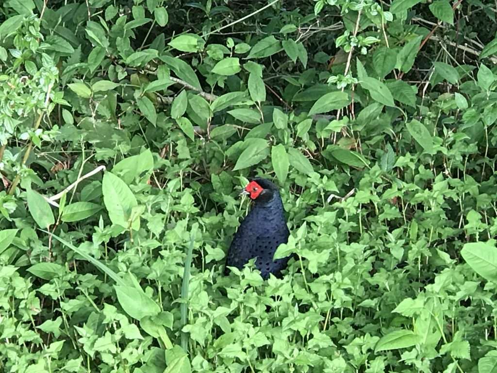 阿里山 對高岳 車站 2021 04 09 10