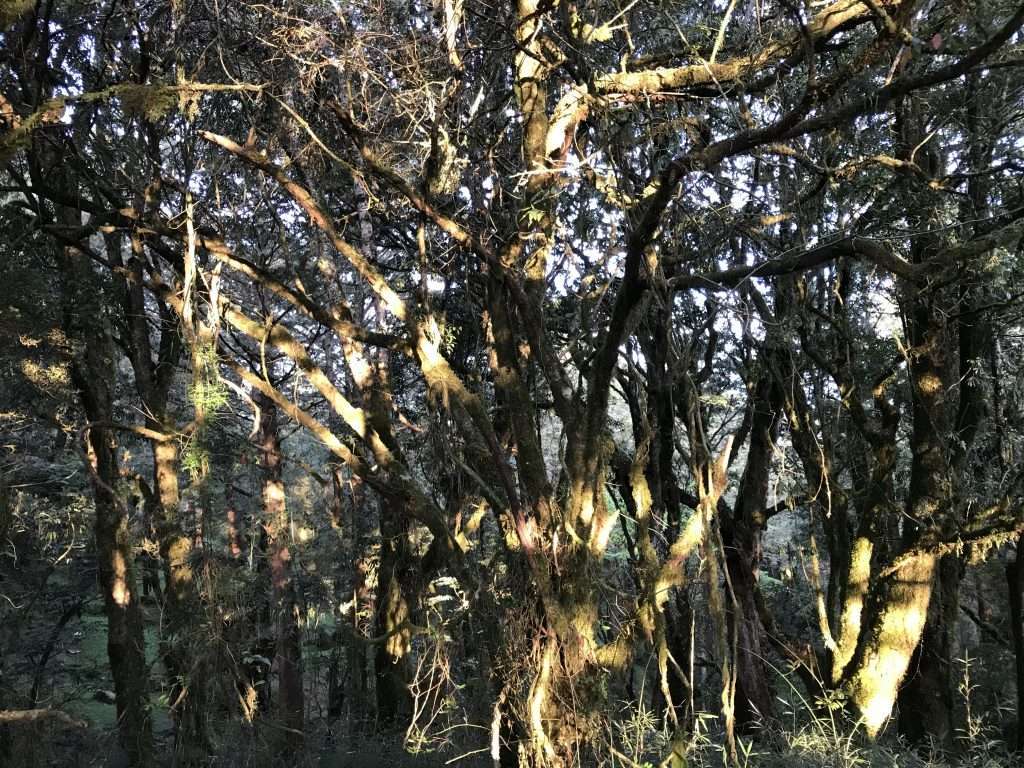 阿里山 小笠原山 2021 04 09 03