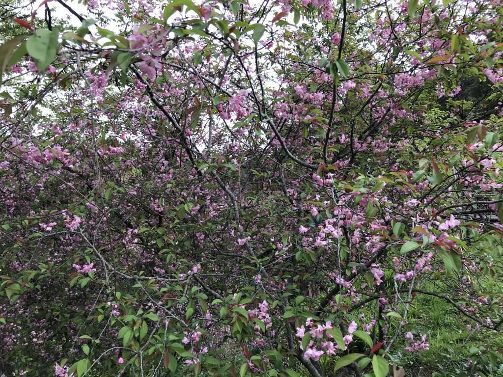 阿里山 沼平 車站 2021 04 09 36