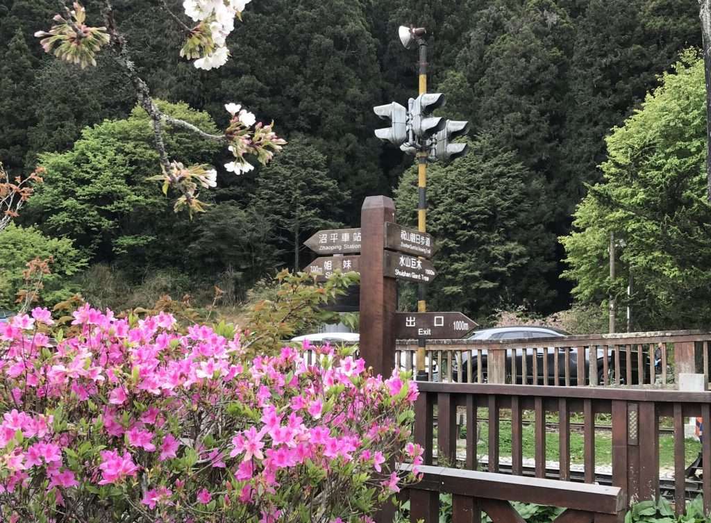 阿里山 沼平公園 2021 04 09 06