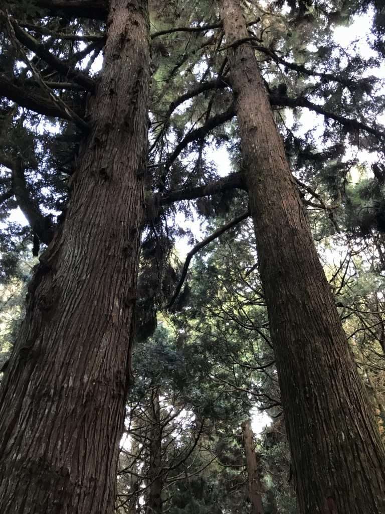 阿里山 祝山 觀日步道 2021 04 09 03