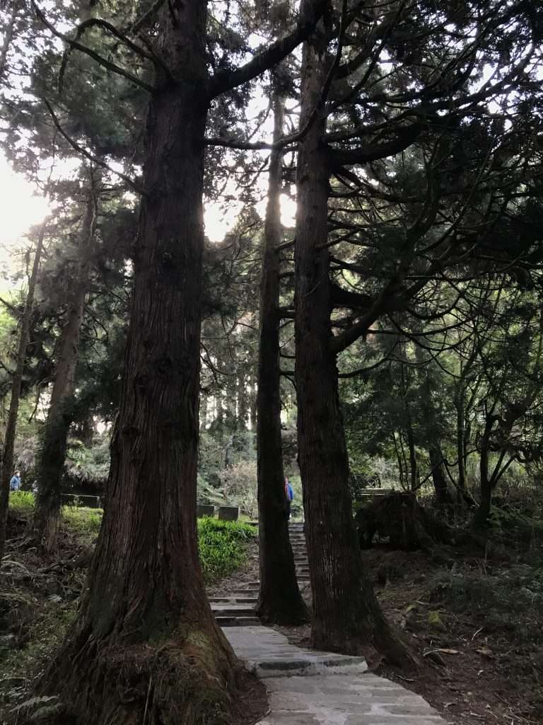 阿里山 祝山 觀日步道 2021 04 09 04