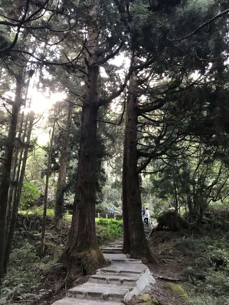 阿里山 祝山 觀日步道 2021 04 09 05