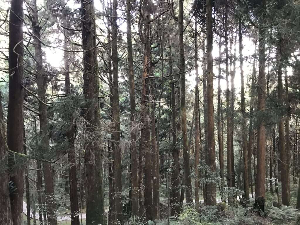 阿里山 祝山 觀日步道 2021 04 09 06
