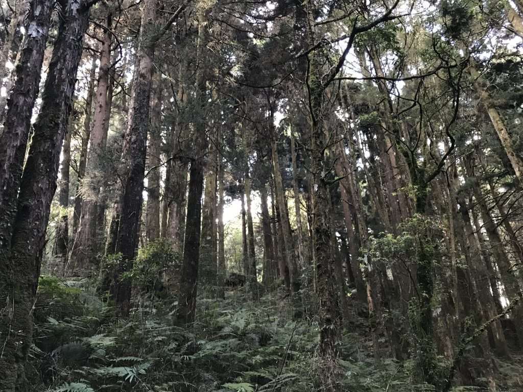 阿里山 祝山 觀日步道 2021 04 09 08