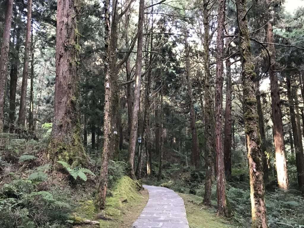阿里山 祝山 觀日步道 2021 04 09 09