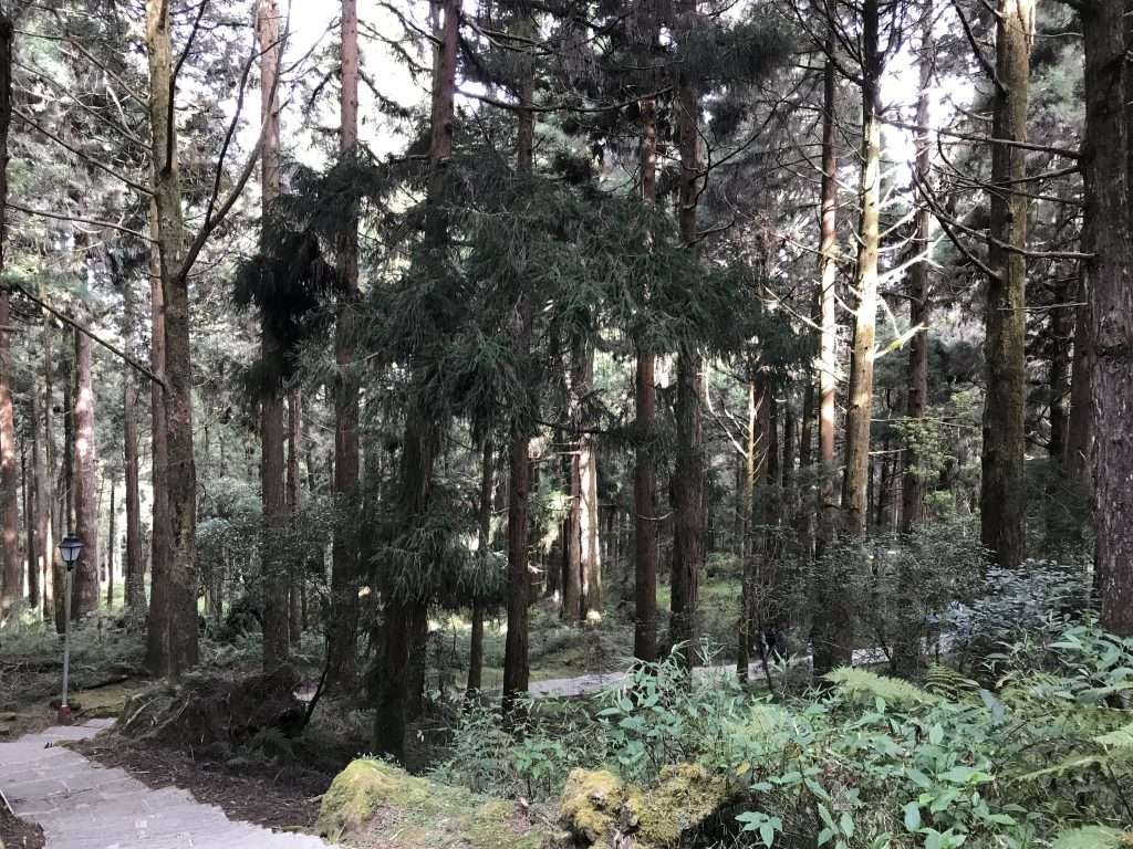 阿里山 祝山 觀日步道 2021 04 09 11
