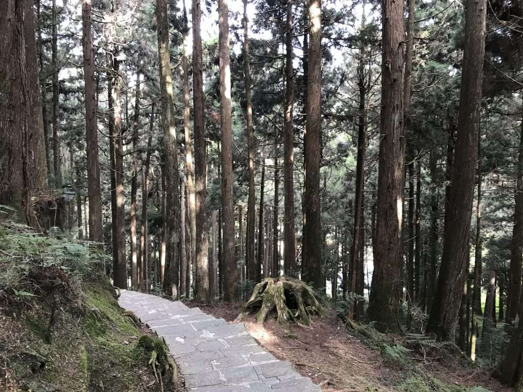 阿里山 祝山 觀日步道 2021 04 09 12