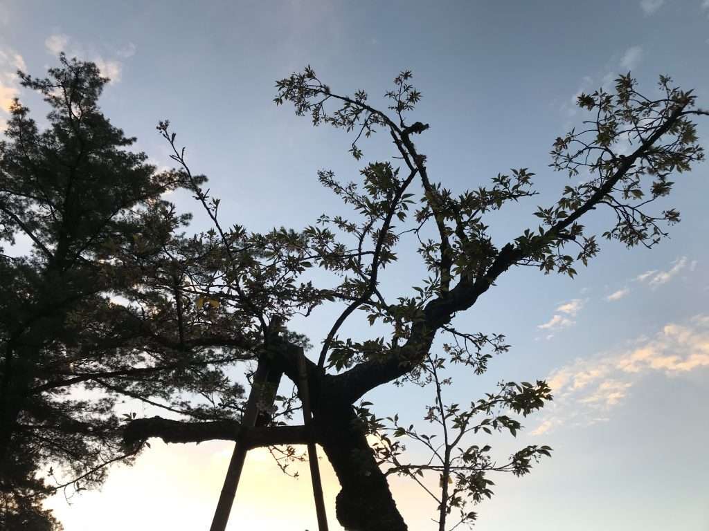 阿里山 祝山 觀日步道 2021 04 09 18