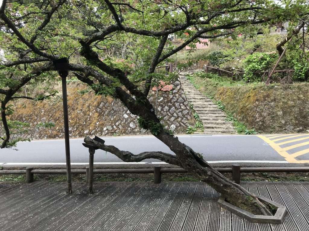 2021 04 08 28 阿里山 園區