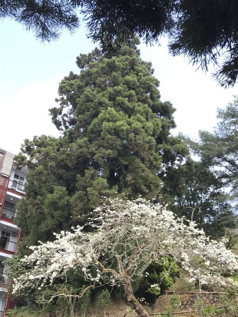 2021 04 08 30 阿里山 園區