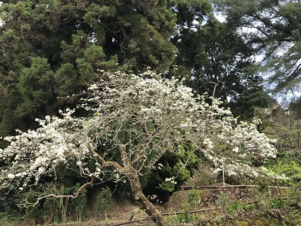 2021 04 08 31 阿里山 園區