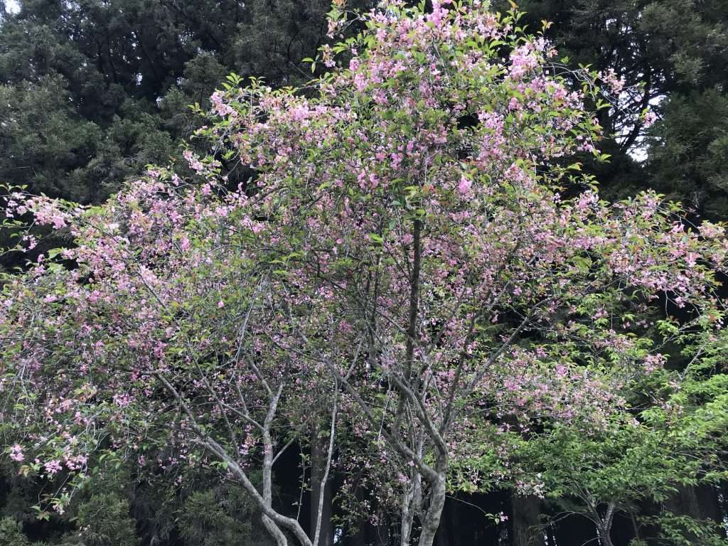 2021 04 09 157 阿里山 園區