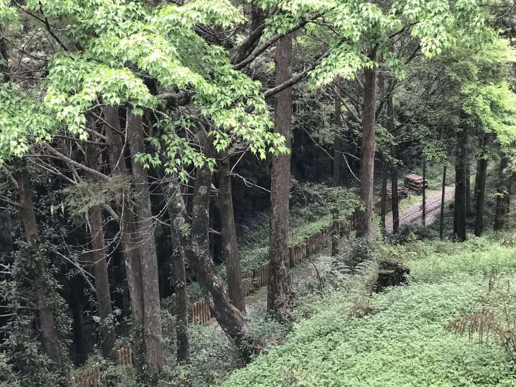 2021 04 09 164 阿里山 園區