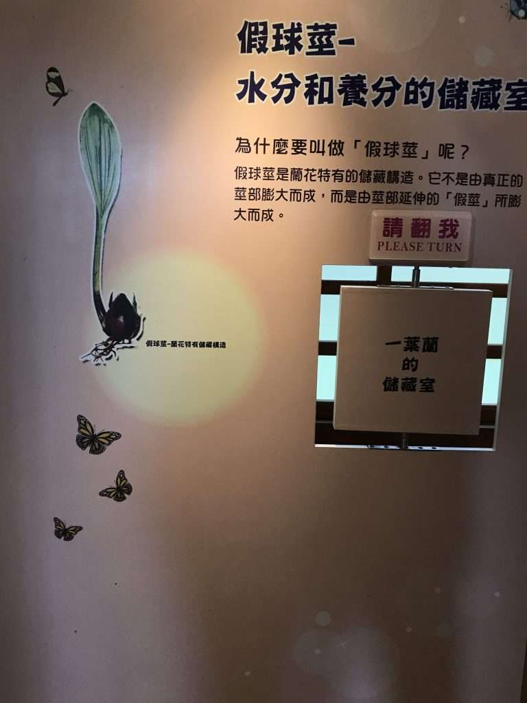 阿里山 一葉蘭生態故事館 2021 04 09 12