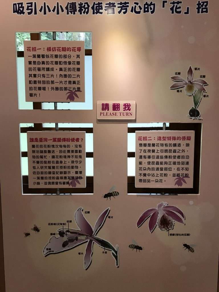 阿里山 一葉蘭生態故事館 2021 04 09 13