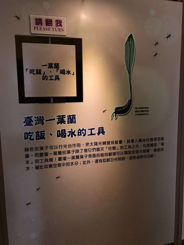 阿里山 一葉蘭生態故事館 2021 04 09 14