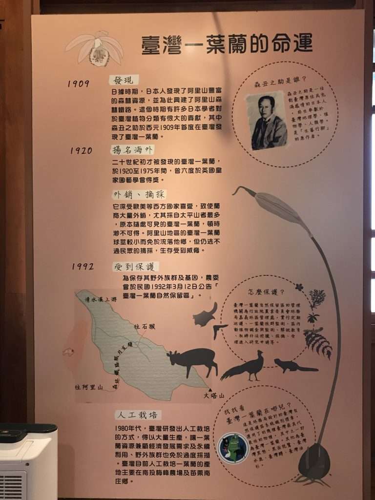 阿里山 一葉蘭生態故事館 2021 04 09 16