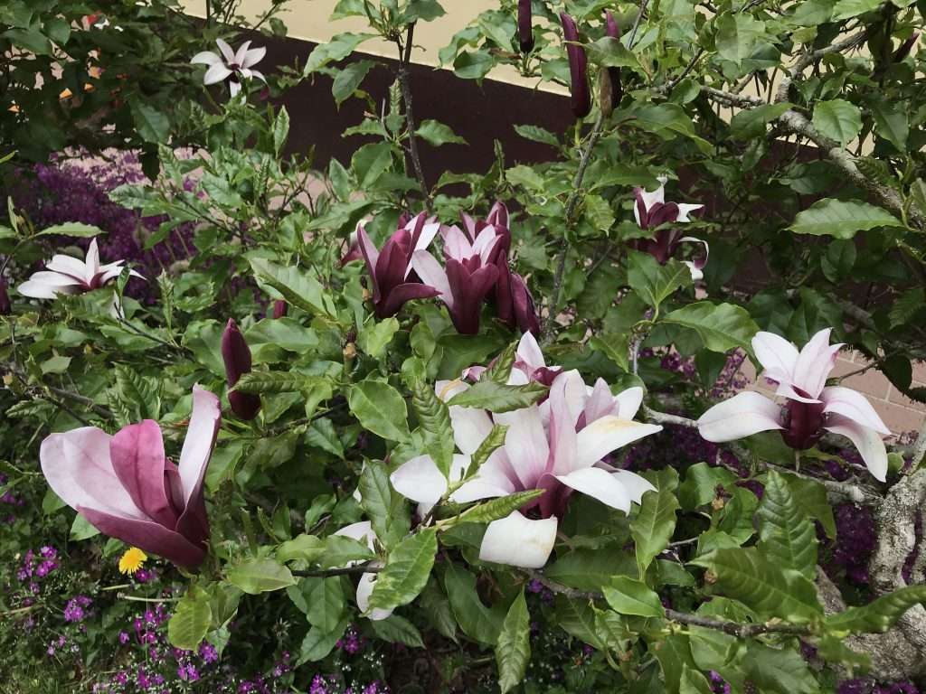 阿里山 慈雲寺 2021 04 08 05