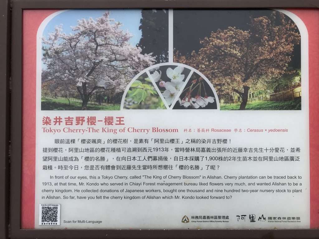 阿里山 櫻王 2021 04 08 01