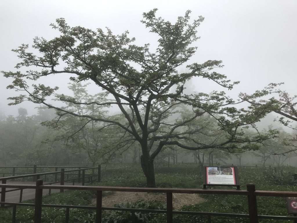 阿里山 櫻王 2021 04 08 02