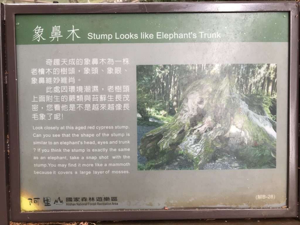 阿里山 象鼻木2021 04 08 01