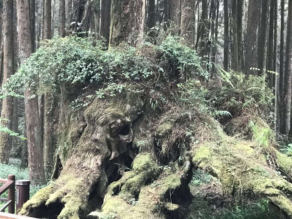 阿里山 象鼻木2021 04 08 05