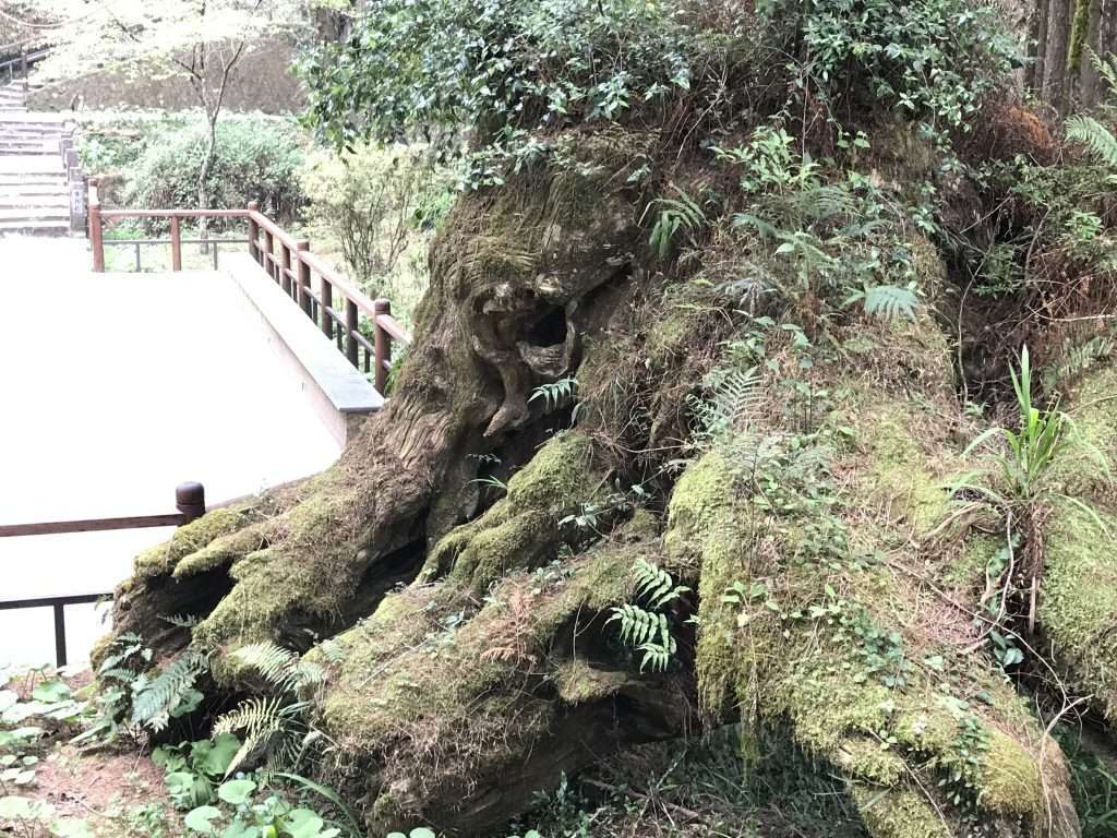 阿里山 象鼻木2021 04 08 06