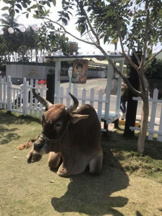 2022 02 05 26 牛稠子 scaled e1645867298934