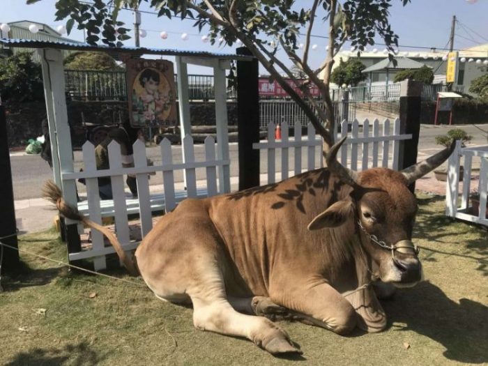 2022 02 05 27 牛稠子 scaled e1645867289259