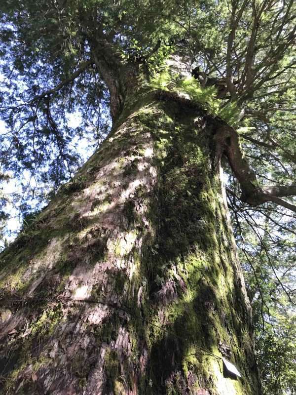 2022 05 06 03 南橫、檜谷