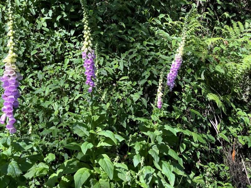 2022 05 06 04 南橫、天池