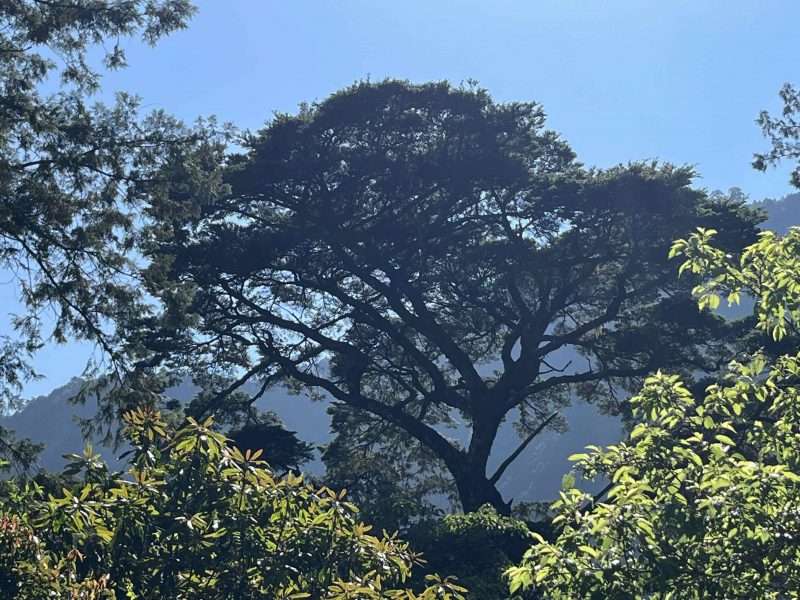 2022 05 06 08 南橫、檜谷