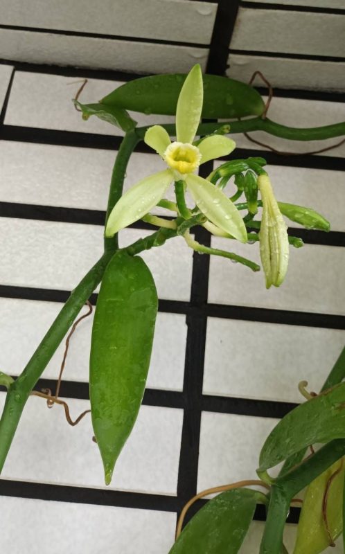 香莢蘭授粉操作 2