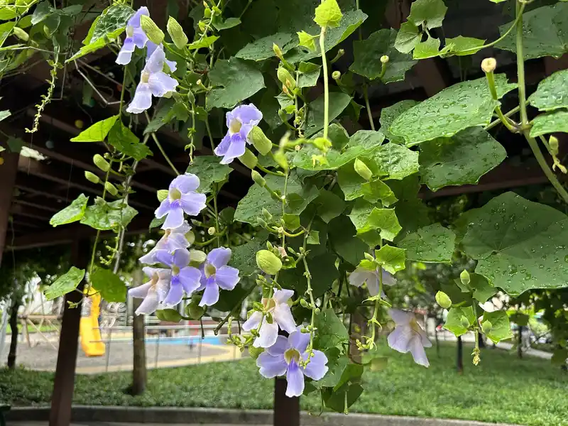 2023 06 17 100 萬華糖部文化園區